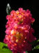 Zurück zum kompletten Bilderset Wandelröschen Blüte rot orange Blatt grün Lantana camara