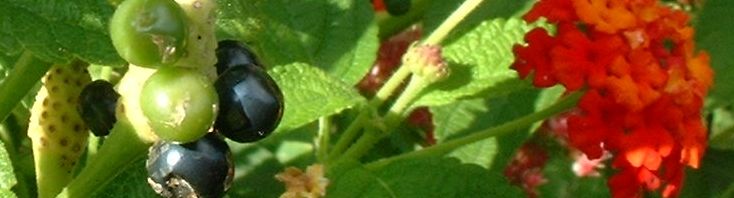 Anklicken um das ganze Bild zu sehen  Wandelröschen Frucht grün Lantana camara