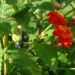 Zurück zum kompletten Bilderset Wandelröschen Frucht grün Lantana camara