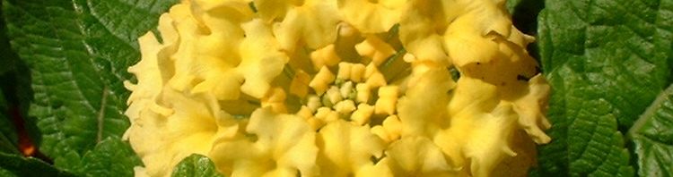 Anklicken um das ganze Bild zu sehen  Wandelröschen Blüte gelb Lantana camara