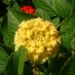 Zurück zum kompletten Bilderset Wandelröschen Blüte gelb Lantana camara
