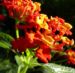 Zurück zum kompletten Bilderset Wandelröschen Blüte rot Lantana camara