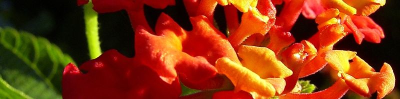 Anklicken um das ganze Bild zu sehen  Wandelröschen Blüte rot Lantana camara