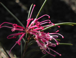 Warty fruited Hakea Bluete rosa Hakea verrucosa 03