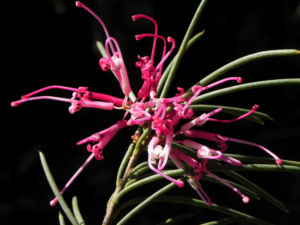 Warty fruited Hakea Bluete rosa Hakea verrucosa 06