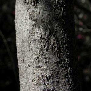 Warty fruited Hakea Frucht Schote grau Hakea verrucosa 09