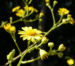 Zurück zum kompletten Bilderset Wasser-Greiskraut Blüte gelb Senecio aquaticus