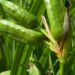 Zurück zum kompletten Bilderset Wasser-Schwertlilie Frucht grün Iris pseudacorus