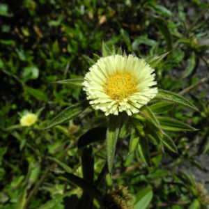 Weidenblaettrige Eberwurz Bluete gelb Carlina salicifolia 00