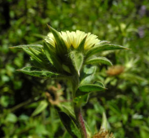 Weidenblaettrige Eberwurz Bluete gelb Carlina salicifolia 06