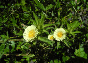 Weidenblaettrige Eberwurz Bluete gelb Carlina salicifolia 07