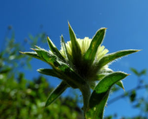 Weidenblaettrige Eberwurz Bluete gelb Carlina salicifolia 08