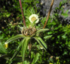 Weidenblaettrige Eberwurz Carlina salicifolia 00