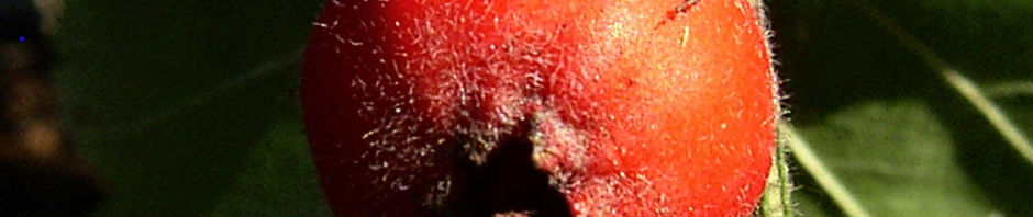 weissdorn-frucht-rot-crataegus