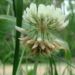 Zurück zum kompletten Bilderset Weiß-Klee Blüte weiß Trifolium repens