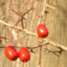 Zurück zum kompletten Bilderset Kleinblättriger Weißdorn Frucht rot Crataegus microphylla