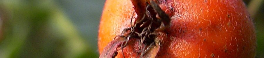 Anklicken um das ganze Bild zu sehen  Weissdorn Fruchtstand rot Crataegus