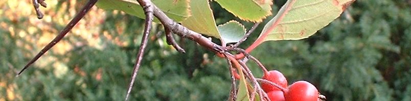 Anklicken um das ganze Bild zu sehen  Pflaumenblättriger Weissdorn Frucht rot Blatt grün Crataegus prunifolia