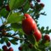 Zurück zum kompletten Bilderset Azaroldorn Frucht rot Crataegus aronia