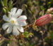 Zurück zum kompletten Bilderset Weiße Lichtnelke Blüte weiß Silene alba