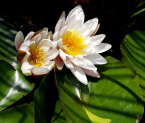 Weisse Seerose Bluete weiss Nymphaea alba 01