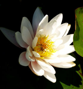 Weisse Seerose Bluete weiss Nymphaea alba 04