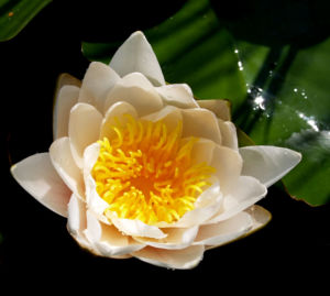 Weisse Seerose Bluete weiss Nymphaea alba 05