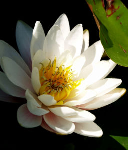 Weisse Seerose Bluete weiss Nymphaea alba 06