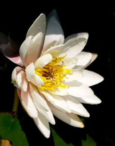 Weisse Seerose Bluete weiss Nymphaea alba 07