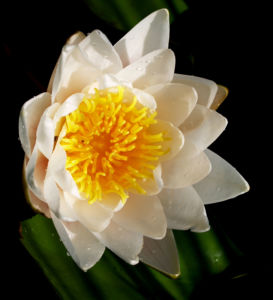 Weisse Seerose Bluete weiss Nymphaea alba 08