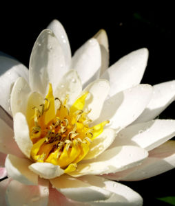 Weisse Seerose Bluete weiss Nymphaea alba 09