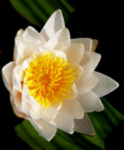 Weisse Seerose Bluete weiss Nymphaea alba 10