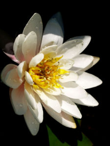 Weisse Seerose Bluete weiss Nymphaea alba 11