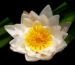 Zurück zum kompletten Bilderset Weiße Seerose Blüte weiß Nymphaea alba