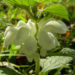 Zurück zum kompletten Bilderset Weiße Taubnessel Blüte weiß Lamium album