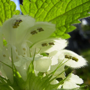 Weisse Taubnessel Bluete Lamium album 05