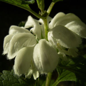 Weisse Taubnessel Bluete Lamium album 08