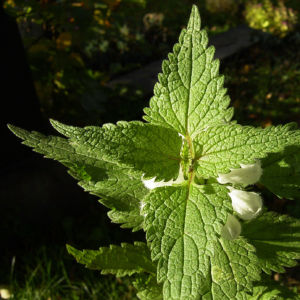 Weisse Taubnessel Bluete Lamium album 09