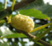 Zurück zum kompletten Bilderset Weißer Maulbeerbaum Frucht weiß Morus alba