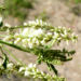 Zurück zum kompletten Bilderset Weißer Steinklee Blüte weiß Melilotus albus