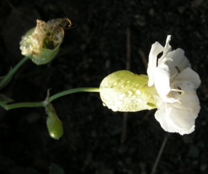 Weisskehlchen Leimkraut Bluete weiss Silene uniflora 01