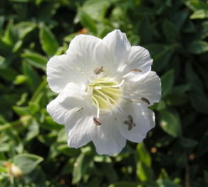 Weisskehlchen Leimkraut Bluete weiss Silene uniflora 02