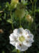 Zurück zum kompletten Bilderset Weisskehlchen Klippen-Leimkraut Blüte weiß Silene uniflora
