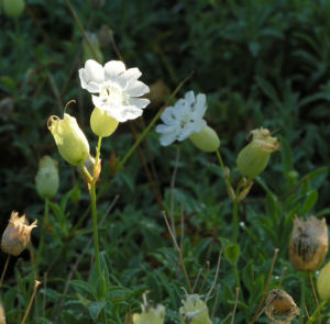 Weisskehlchen Leimkraut Bluete weiss Silene uniflora 05