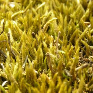 Weissliches Kurzbuechsenmoos Brachythecium albicans 02