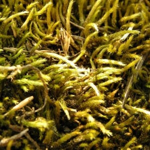 Weissliches Kurzbuechsenmoos Brachythecium albicans 03