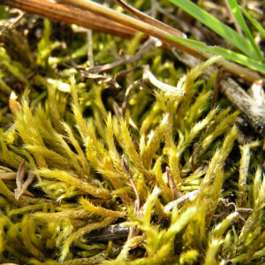 Weissliches Kurzbuechsenmoos Brachythecium albicans 04