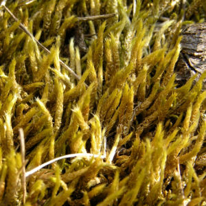 Weissliches Kurzbuechsenmoos Brachythecium albicans 05