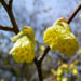 Zurück zum kompletten Bilderset Armblütige Scheinhasel Blüte hellgelb Corylopsis pauciflora