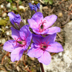 Wermut Reiherschnabel Bluete lila Erodium absinthoides 01